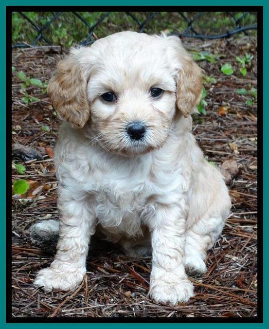 Sandy Blaze pups 5 weeks old 261