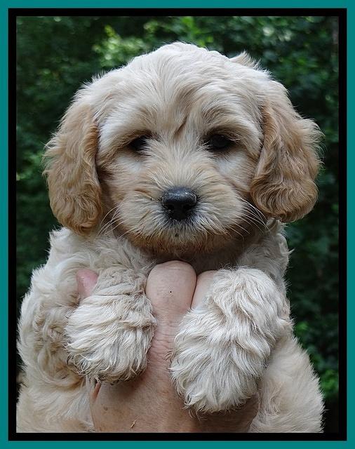 Sandy Blaze pups 7 wks old 161