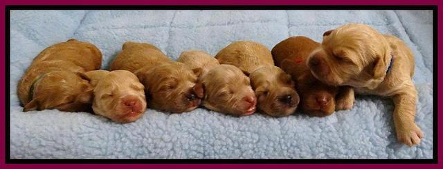 Sandi Blaze pups 1 wk old 251