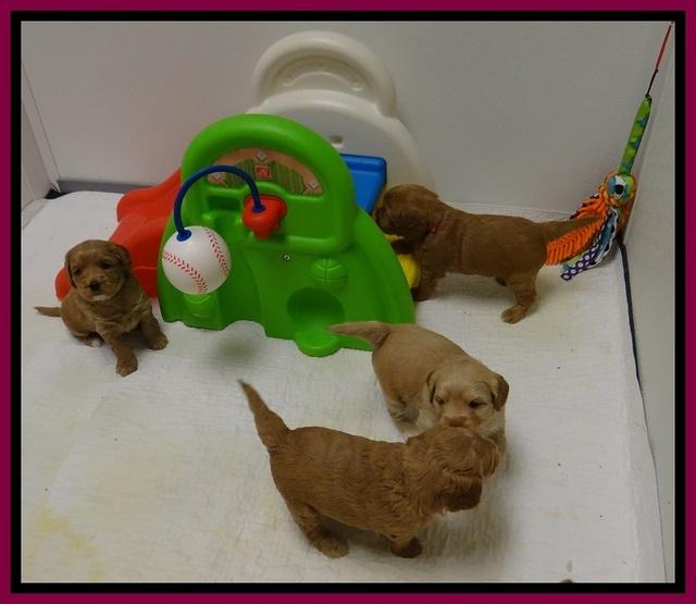 Sandy Blaze pups 4 wks old 251