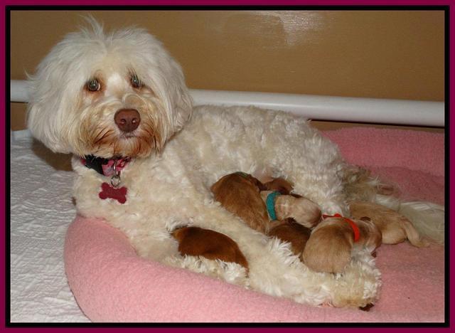 Sandy Blaze pups newborn 1 day old 181