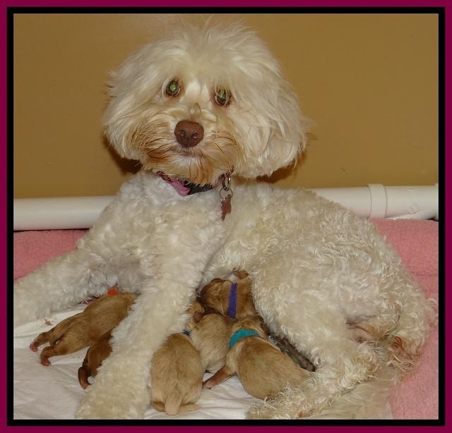 Sandy Blaze pups newborn 21