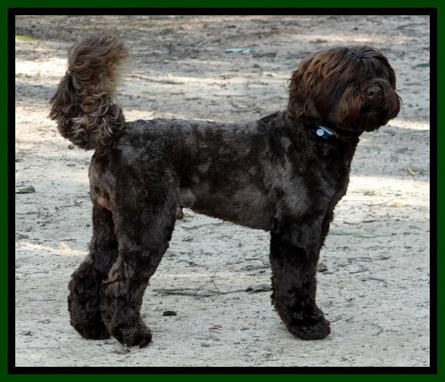 Champ summer cut 2013