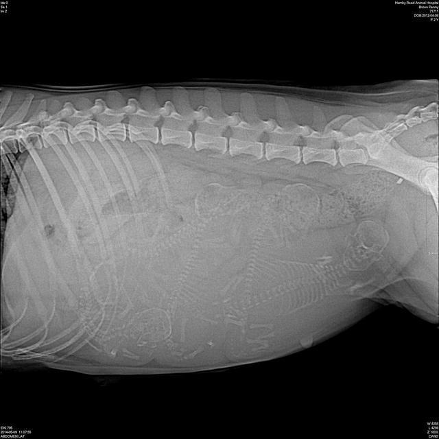 Penny xray with Champ pups day 56