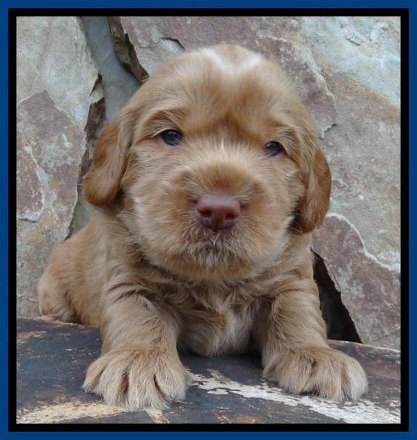 Penny Champ pups 3 wks old 11