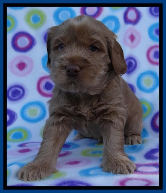 Penny Champ pups 4 wks old 31