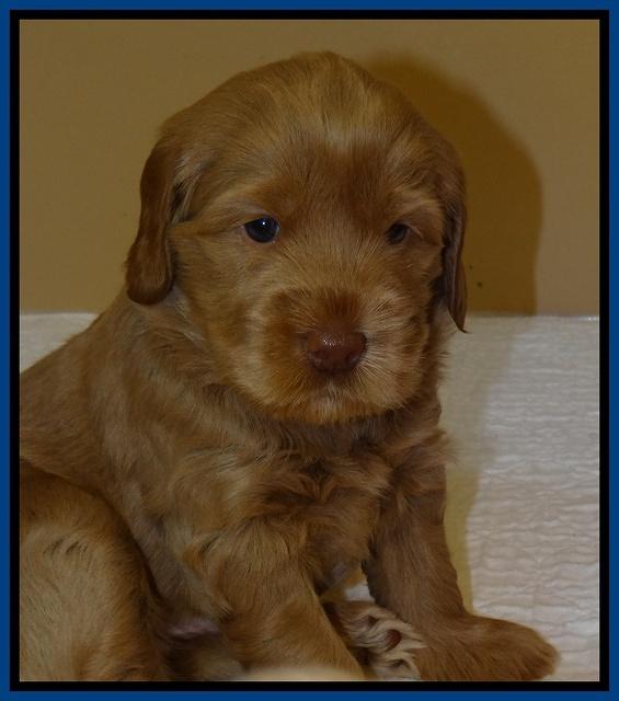 Penny Champ pups 4 wks old 41