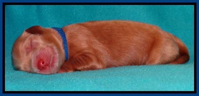 Penny Champ pups newborn 31