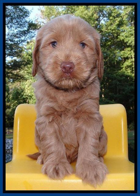 Penny Champion pups 5 wks old 21