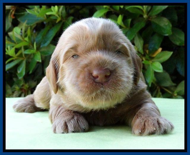 Penny Champ 2 weeks old 21
