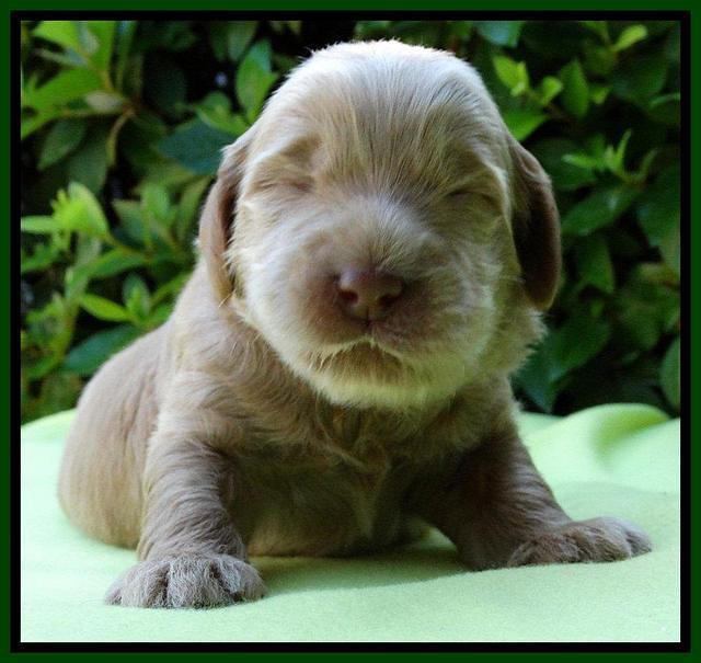 Penny Champ pups 2 weeks old 101