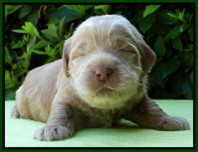 Penny Champ pups 2 weeks old 71
