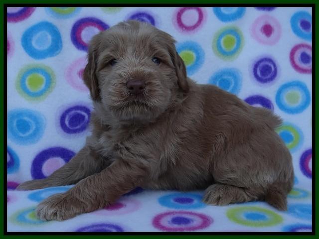 Penny Champ pups 4 wks old 81