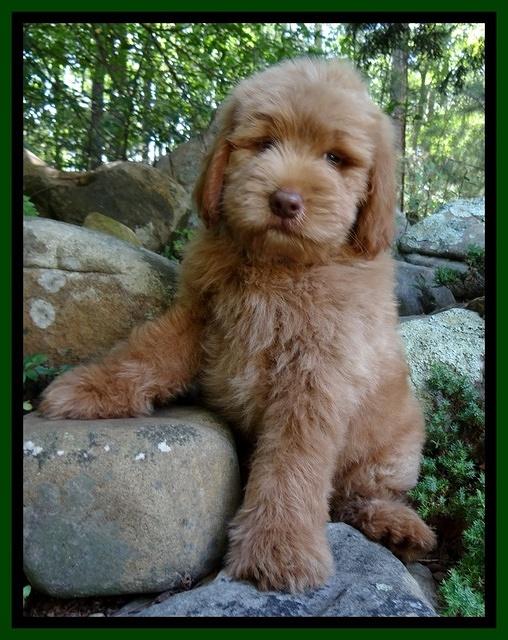 Penny Champ pups 8 weeks old 620