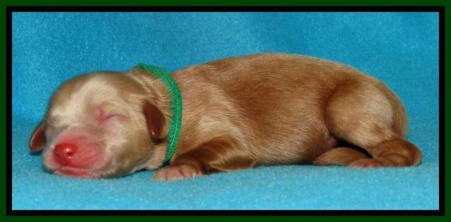 Penny Champ pups newborn 81