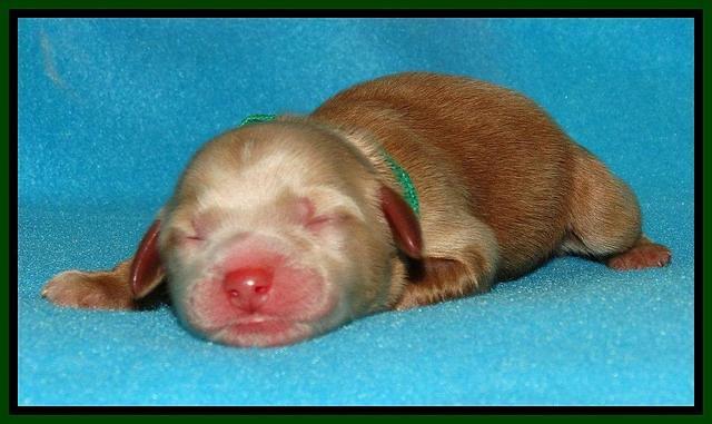 Penny Champ pups newborn 91