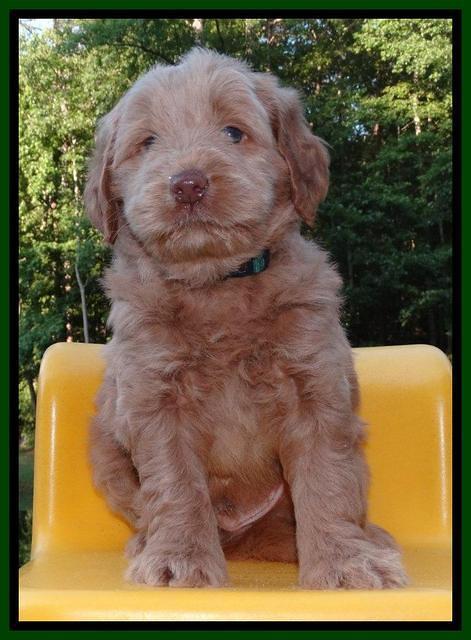 Penny Champion pups 5 wks old 61