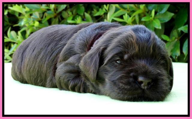 Penny Champ pups 2 weeks old 51