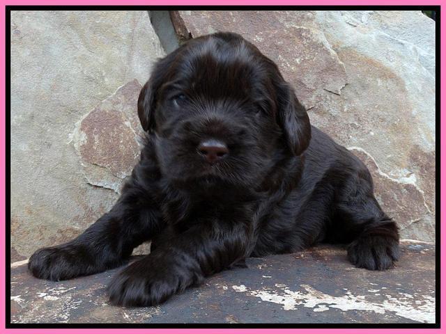 Penny Champ pups 3 wks old 81