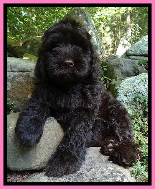Penny Champ pups 8 weeks old 140