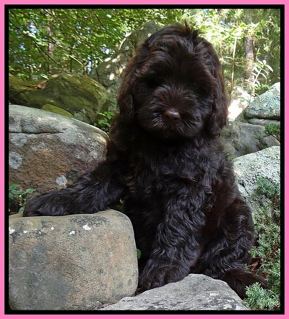 Penny Champ pups 8 weeks old 440