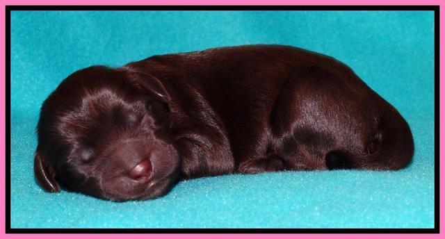 Penny Champ pups newborn 101