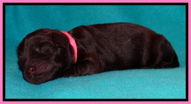 Penny Champ pups newborn 111