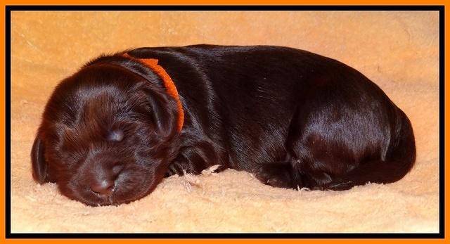 Penny Champ pups 1 wk old 101