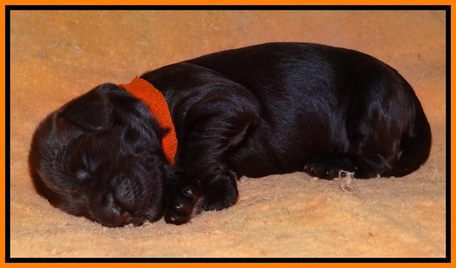 Penny Champ pups 1 wk old 131