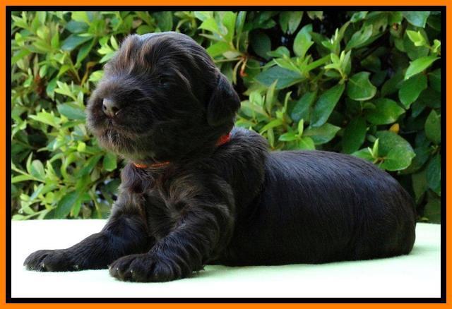 Penny Champ pups 2 weeks old 111