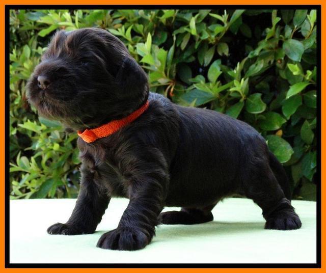 Penny Champ pups 2 weeks old 131