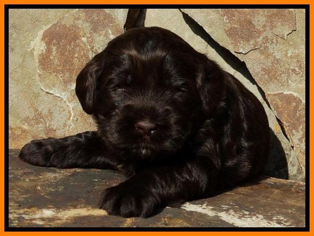 Penny Champ pups 3 wks old 121