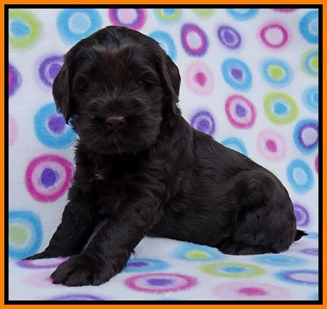 Penny Champ pups 4 wks old 121