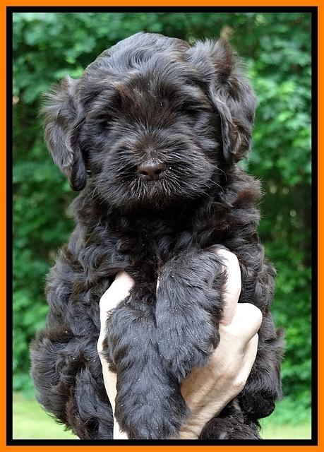 Penny Champ pups 6 wks old 131