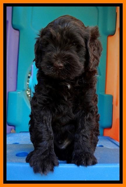 Penny Champ pups 6 wks old 151