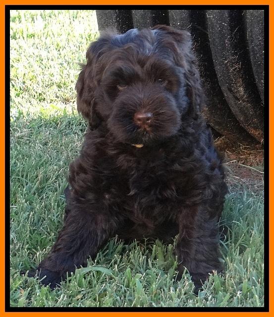 Penny Champ pups 7 weeks old 101