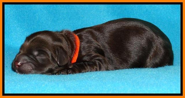 Penny Champ pups newborn 121