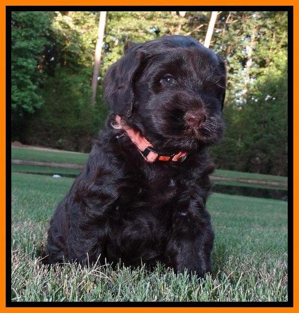 Penny Champion pups 5 wks old 101