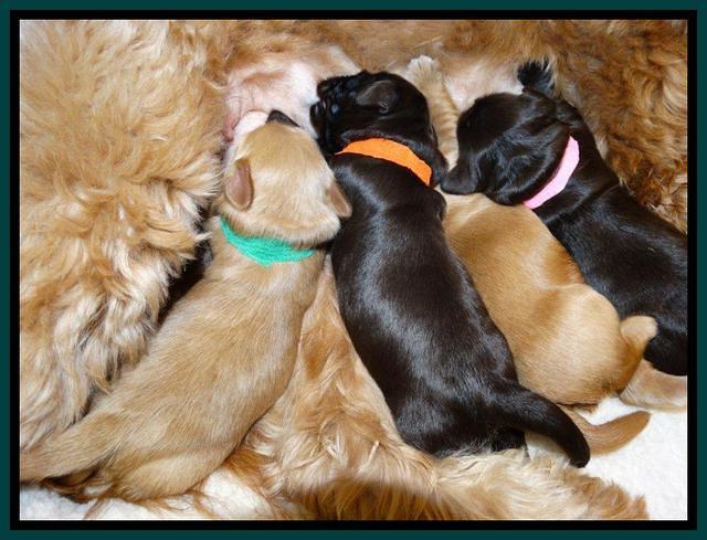 Penny Champ pups 1 wk old group 41