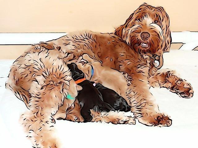 Penny Champ pups 1 wk old group 61