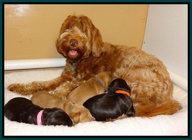 Penny Champ pups 2 weeks old 199