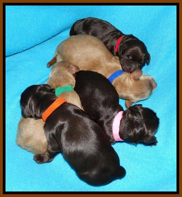 Penny Champ pups newborn 141