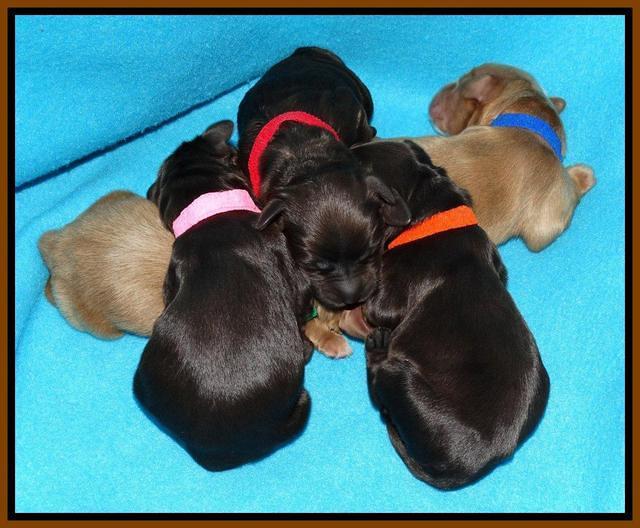 Penny Champ pups newborn 151
