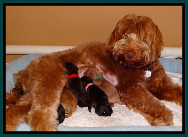 Penny Champ pups newborn 21