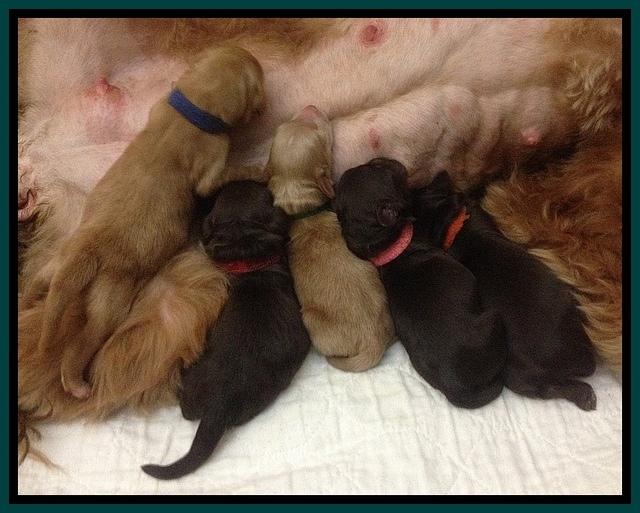 Penny pups newborn 2