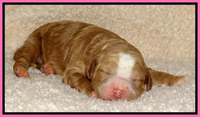Dawn Ruler pups 1 wk old 41