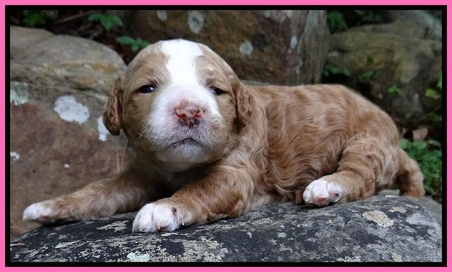Dawn Ruler pups 2 wks old 21