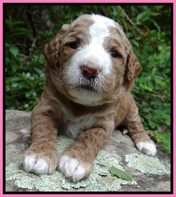 Dawn Ruler pups 3 wks old 41