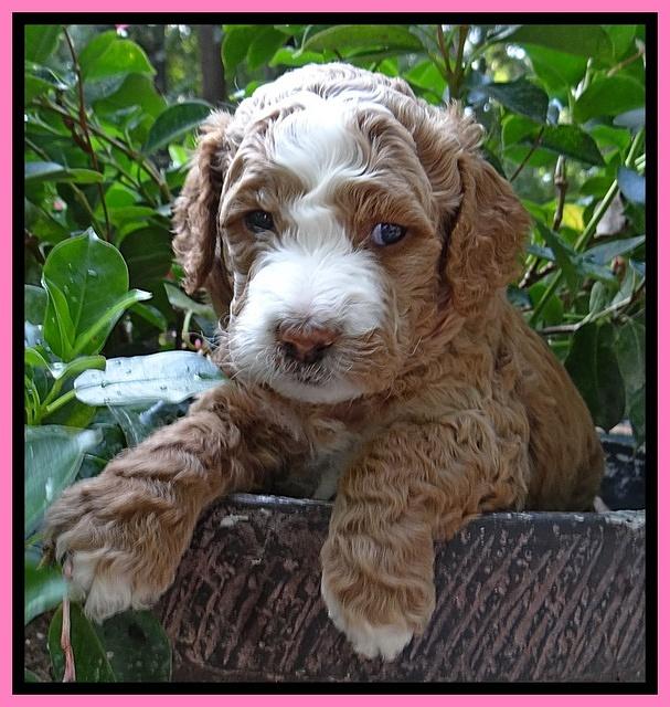 Dawn Ruler pups 4 wks old 21