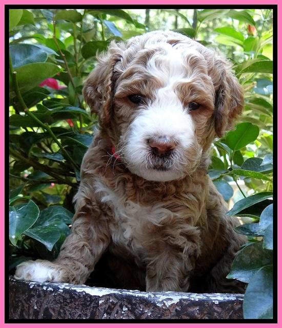 Dawn Ruler pups 4 wks old 41